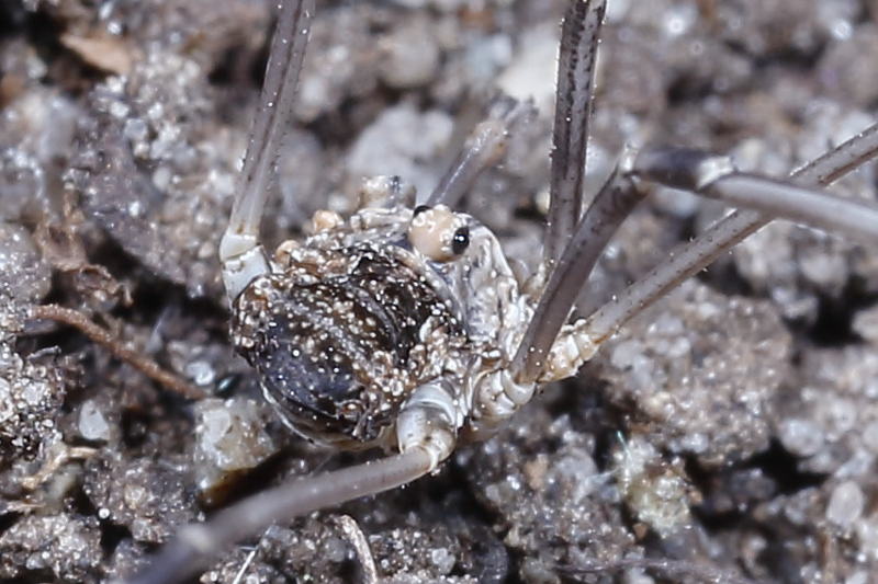 Phalangium opilio juvenile