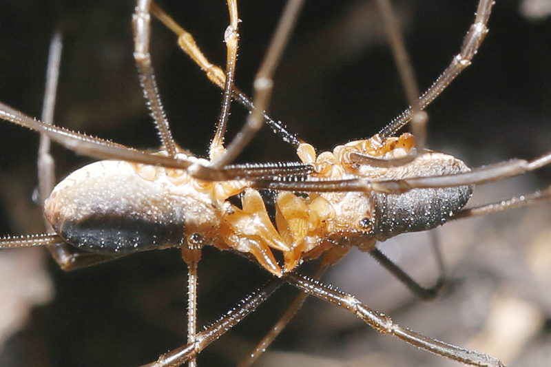 Phalangium opilio fighting ♂♂