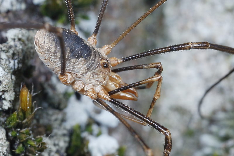 Phalangium opilio ♂