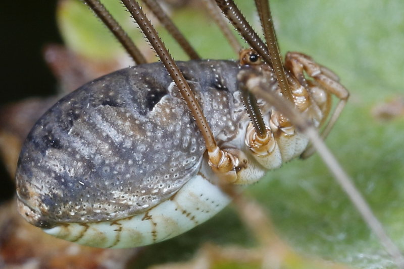 Phalangium opilio ♀