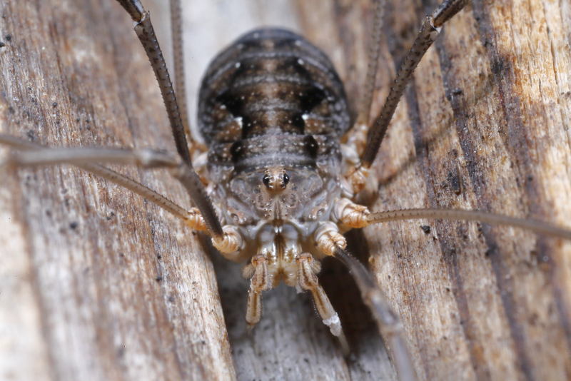 Phalangium opilio ♀