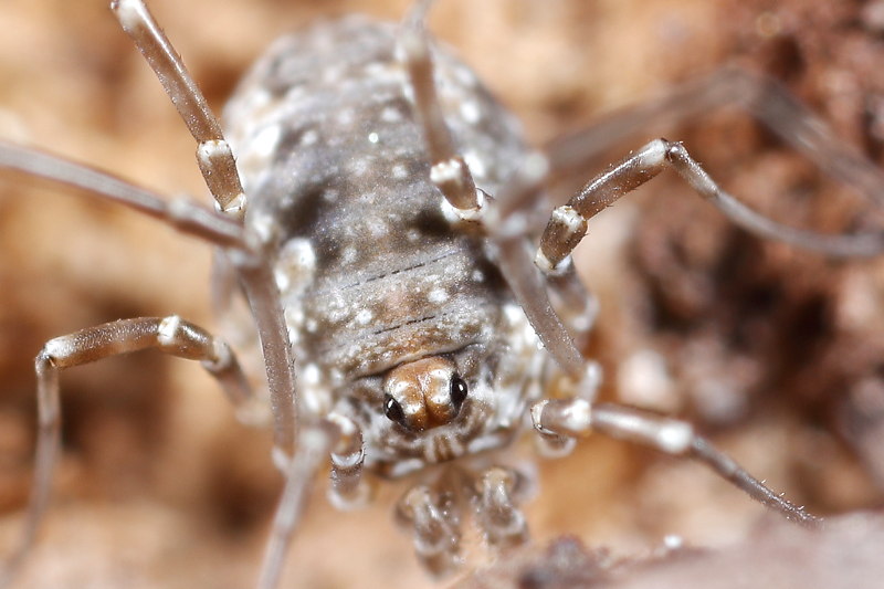 Phalangium opilio juvenile