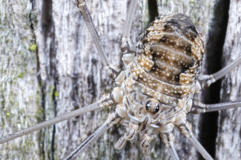 Phalangium opilio juvenile