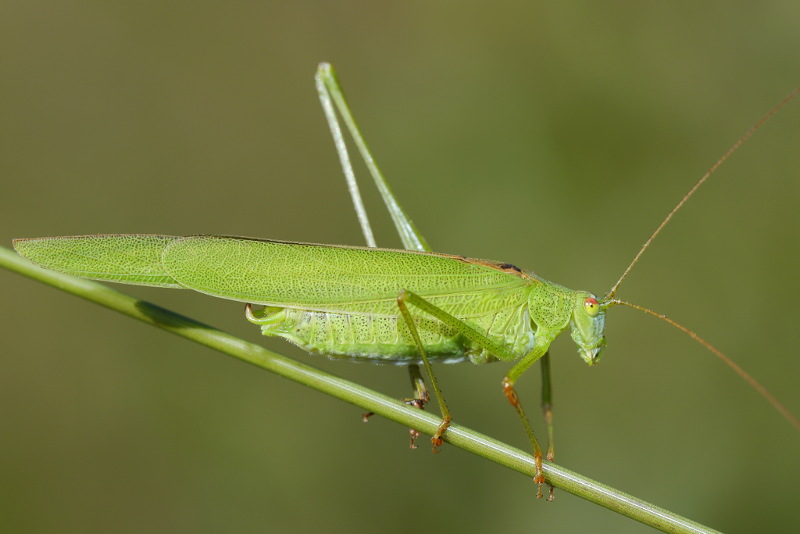 Sikkelsprinkhaan, Phaneroptera falcata ♂