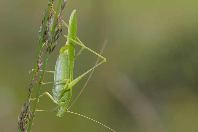 Sikkelsprinkhaan, Phaneroptera falcata ♀