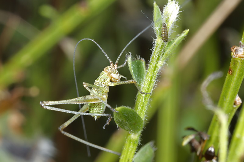 Sikkelsprinkhaan, Phaneroptera falcata, juveniel