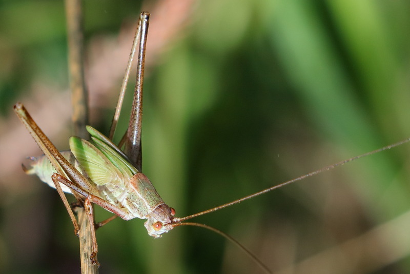 Sikkelsprinkhaan, Phaneroptera falcata, juveniel ♂