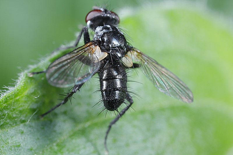 Phania funesta