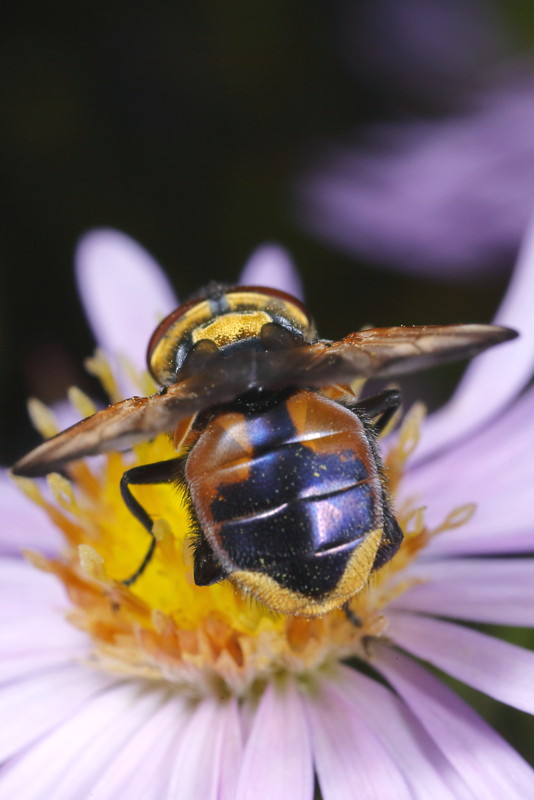 Phasia aurigera, ♂