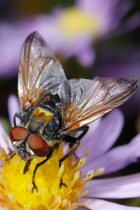 Phasia aurigera, ♂
