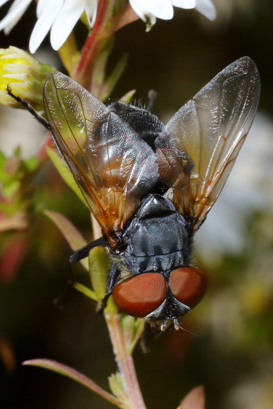 Phasia aurigera, ♀
