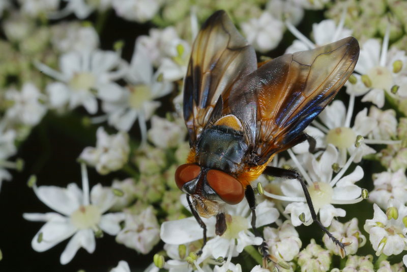 Wantssluipvlieg, Phasia hemiptera, ♂