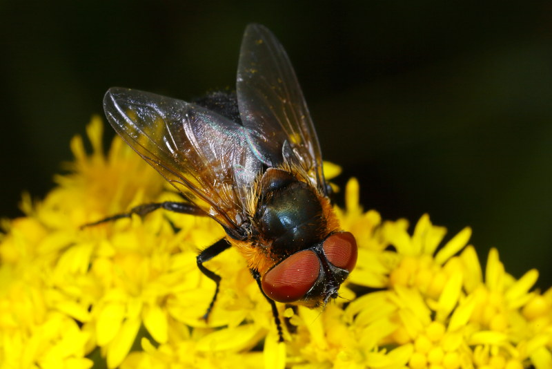 Wantssluipvlieg, Phasia hemiptera, ♀