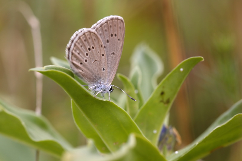 Gentiaanblauwtje, Phengaris alcon (SK)