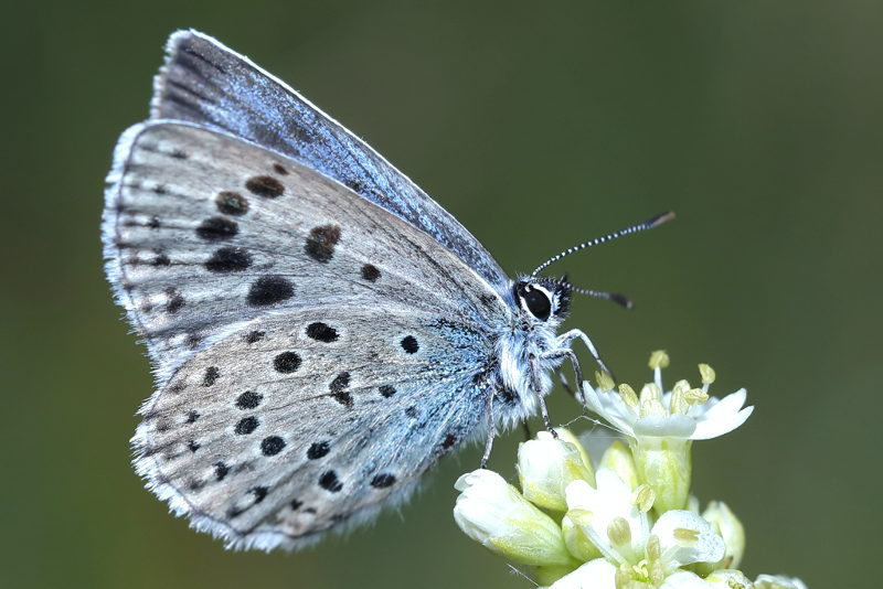 Tijmblauwtje, Phengaris arion (BG)