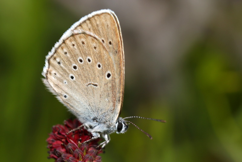 Pimpernelblauwtje, Phengaris teleius_(CZ)