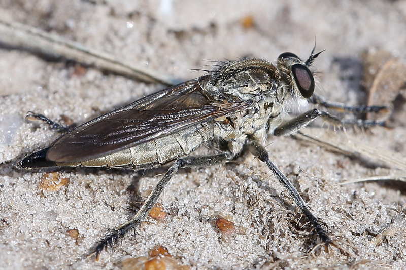 Zandroofvlieg, Philonicus albiceps ♀