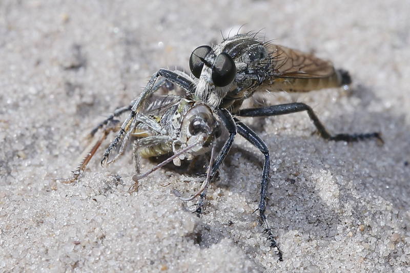 Zandroofvlieg, Philonicus albiceps ♂