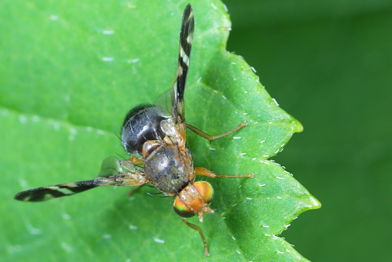 Brandnetelboorvlieg, Philophylla caesio