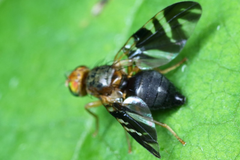 Brandnetelboorvlieg, Philophylla caesio