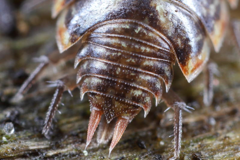 Striped Woodlouse, Philoscia muscorum
