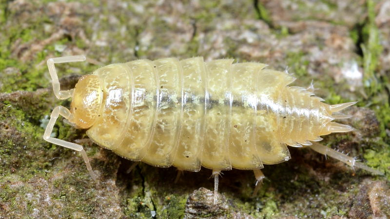 Striped Woodlouse, Philoscia muscorum albino