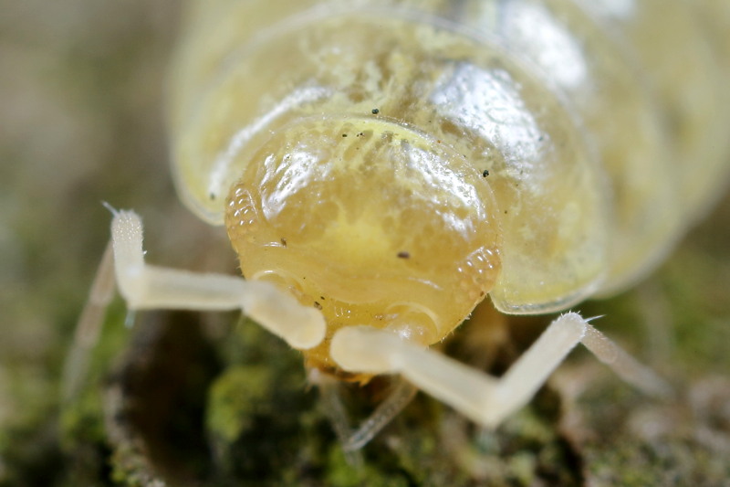 Striped Woodlouse, Philoscia muscorum albino