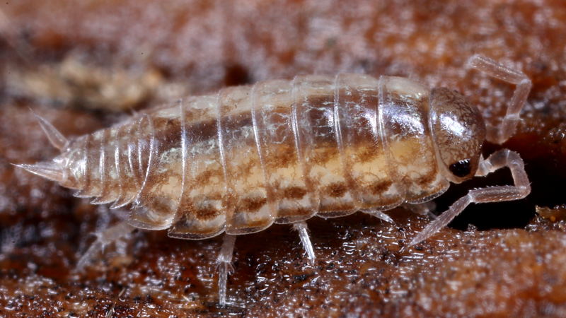 Striped Woodlouse, Philoscia muscorum, juvenile