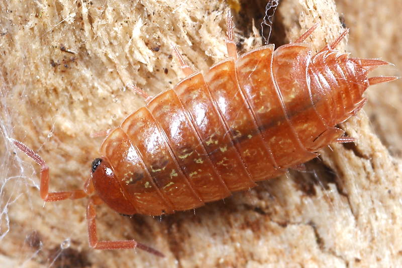 Striped Woodlouse, Philoscia muscorum