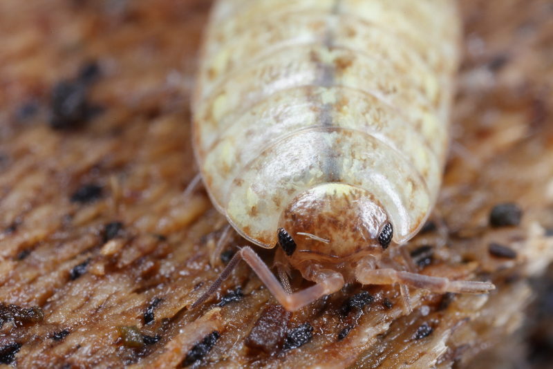Striped Woodlouse, Philoscia muscorum