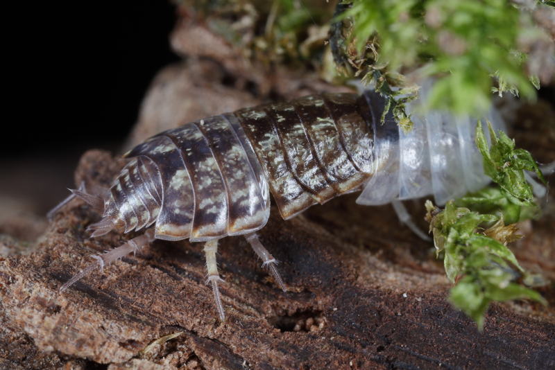 shedded Striped Woodlouse, Philoscia muscorum