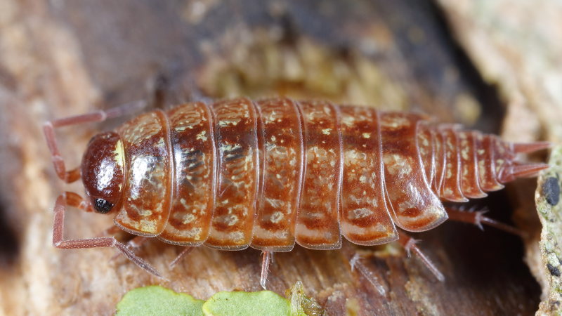 Striped Woodlouse, Philoscia muscorum