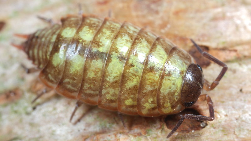 Mos pissebed, Philoscia muscorum