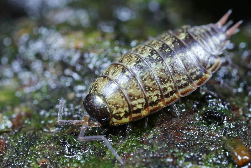 Striped Woodlouse, Philoscia muscorum