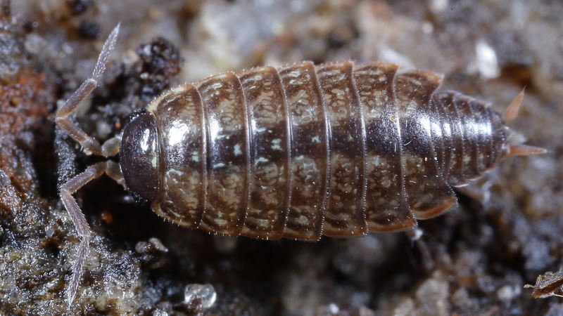 Striped Woodlouse, Philoscia muscorum