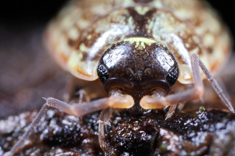 Striped Woodlouse, Philoscia muscorum