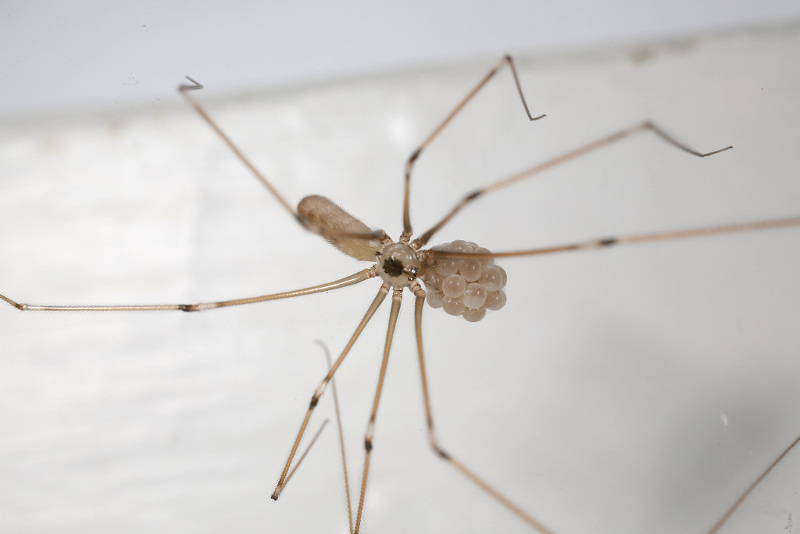 Pholcus spider