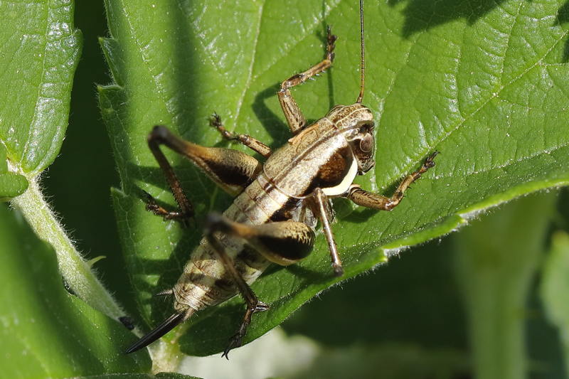 Bolle bramensprinkhaan, Pholidoptera fallax, juveniel &female; (BG)