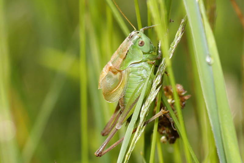 Groene bramensprinkhaan, Pholidoptera frivaldszkyi, zingend &male; (BG)