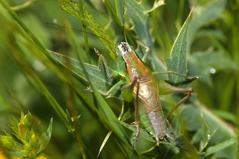 Groene bramensprinkhaan, Pholidoptera frivaldszkyi, &male; (BG)