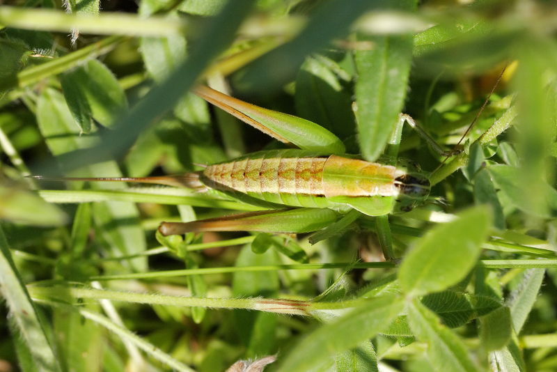 Groene bramensprinkhaan, Pholidoptera frivaldszkyi, &female; (BG)