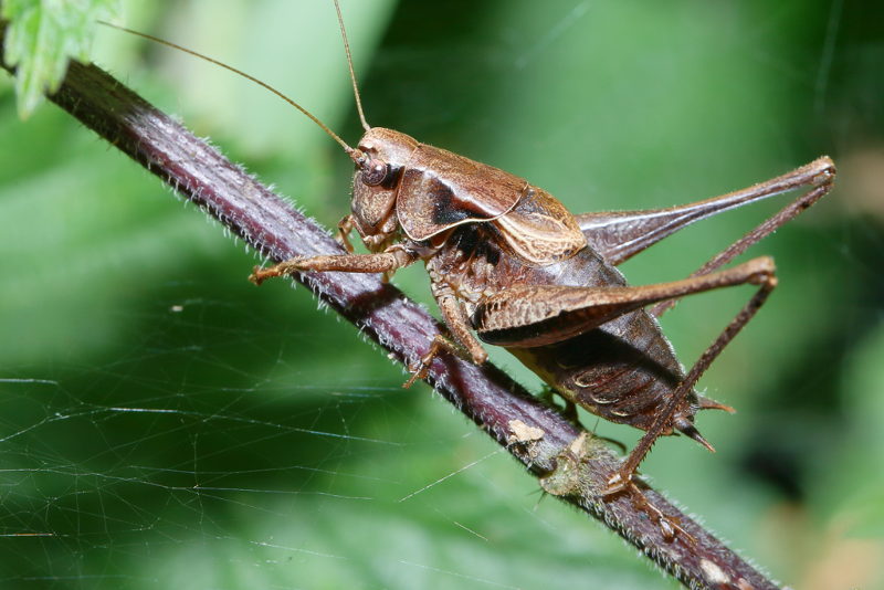 Bramensprinkhaan, Pholidoptera griseoaptera ♂