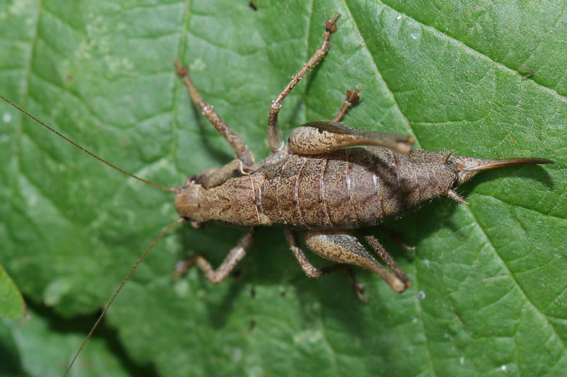Bramensprinkhaan, Pholidoptera griseoaptera ♀