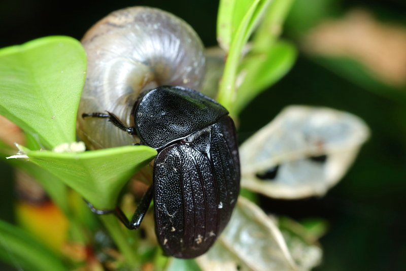 Slakkenaaskever, Phosphuga atrata