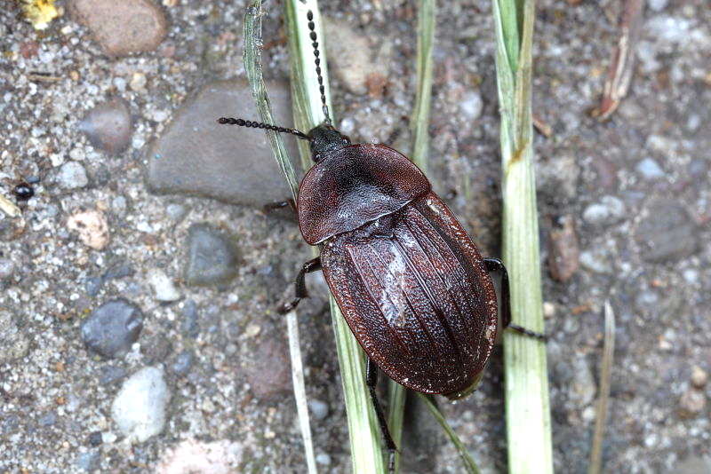 Slakkenaaskever, Phosphuga atrata