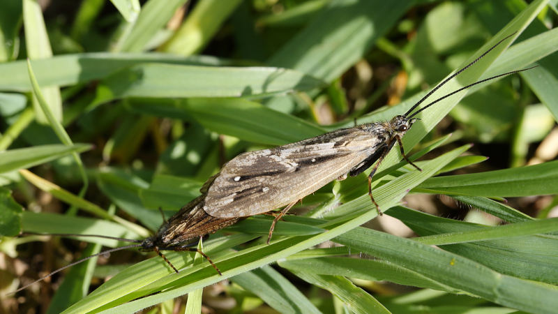 Schietmot stel, Phryganea grandis