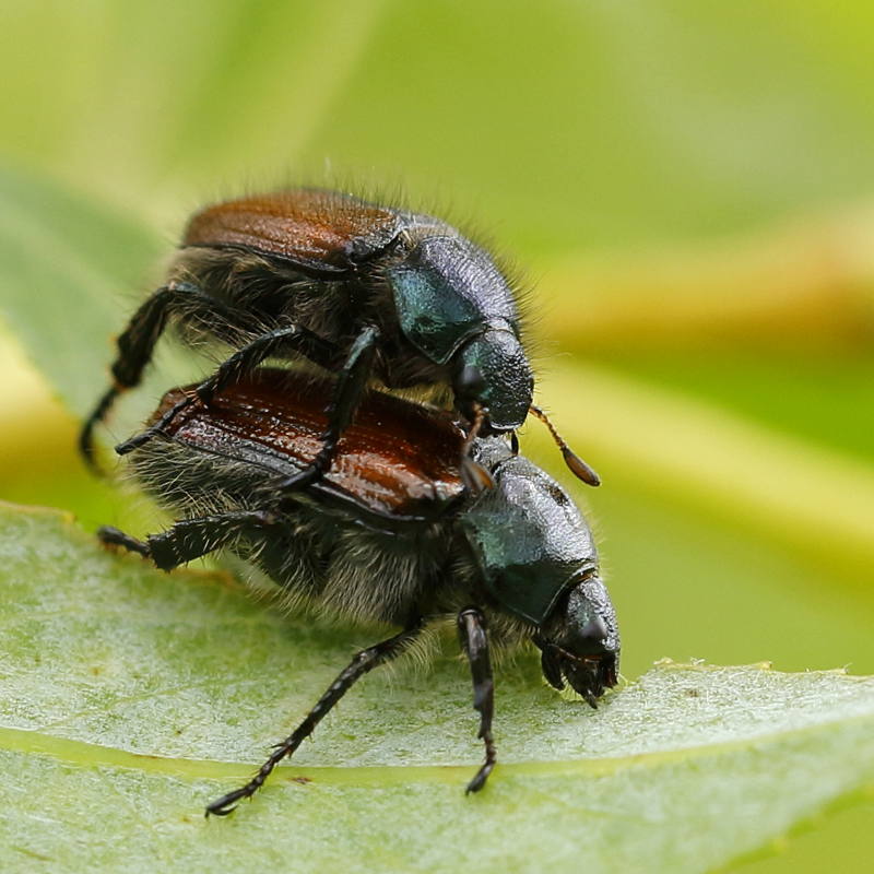 Johanneskever, rozenkever of tuinkever, Phyllopertha horticola