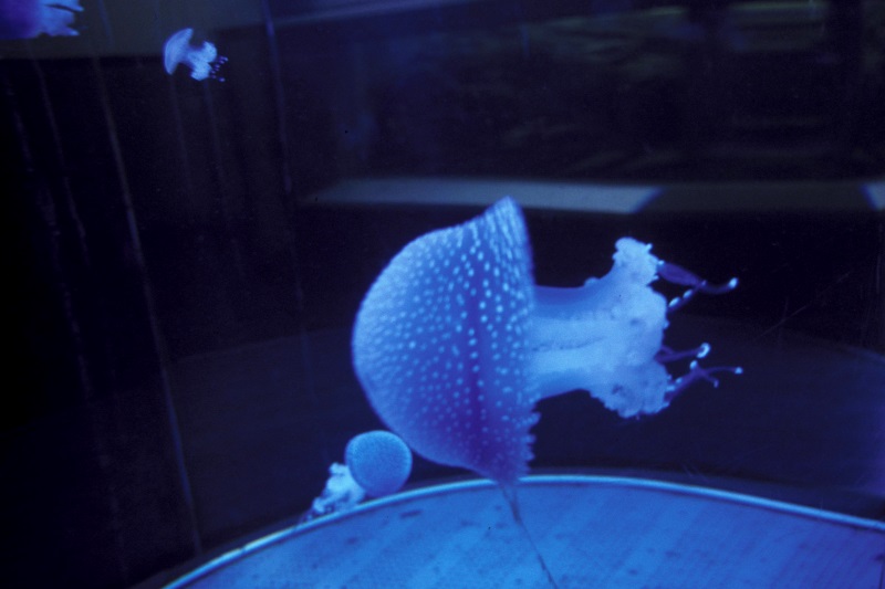 Australian Spotted Jellyfish, Phyllorhiza punctata