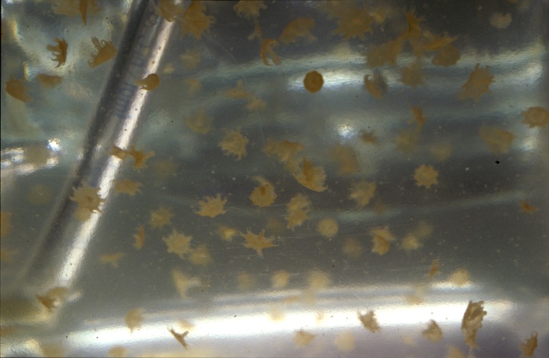 Spotted Jellyfish, ephyrae