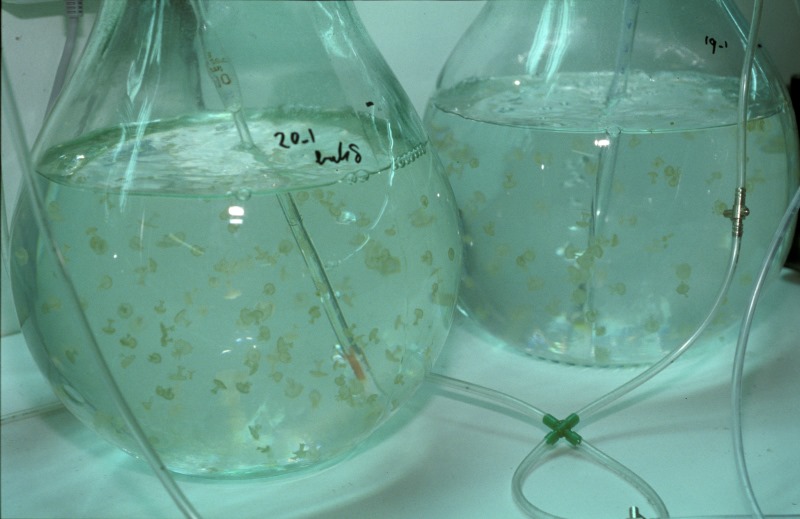 Spotted Jellyfish, ephyrae